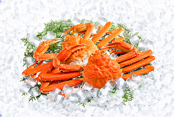 snow-crab2